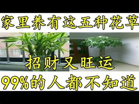 綠蘿招財|風水師推薦：6種招財植物大公開